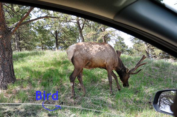 Elk and a bird at Bear Country USA